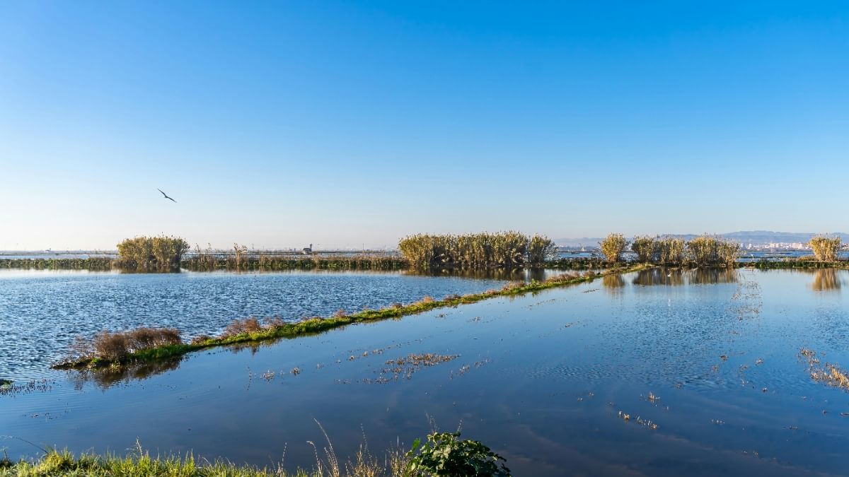 marsh water on a clear blue sky day