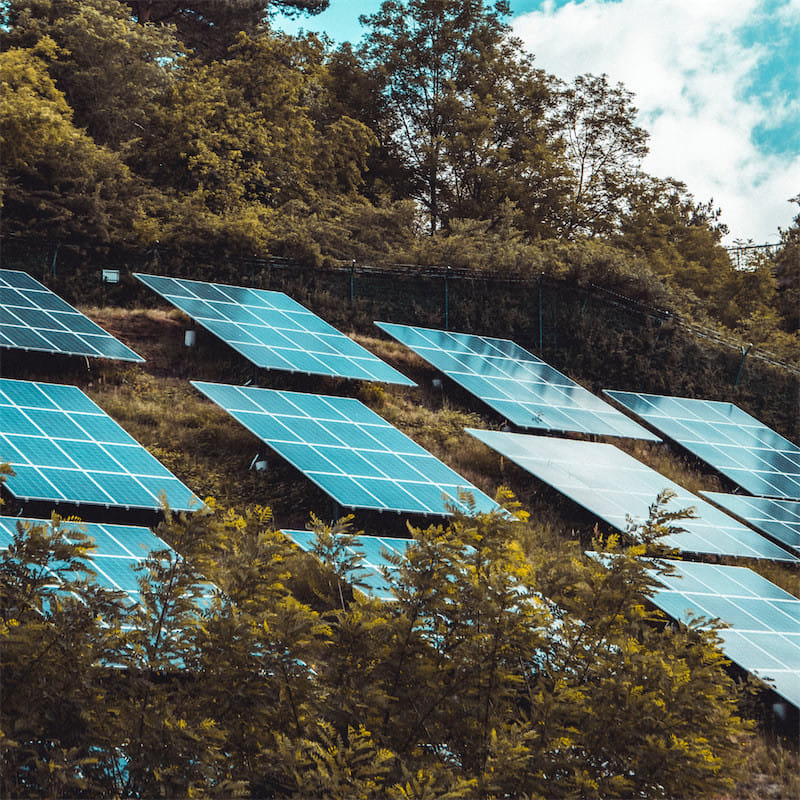 solar panels in shrubs in Kentucky