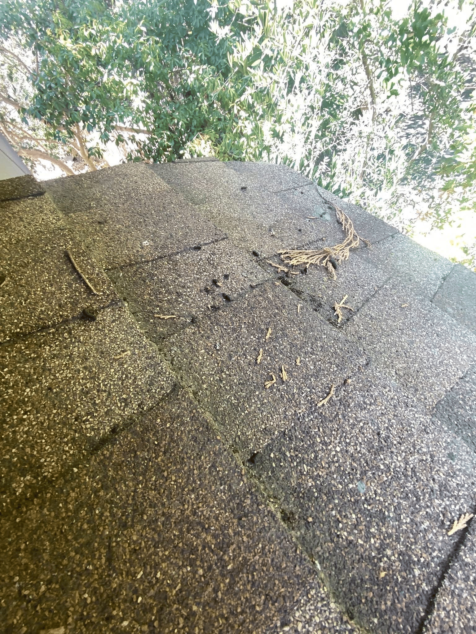 rodent droppings on flour