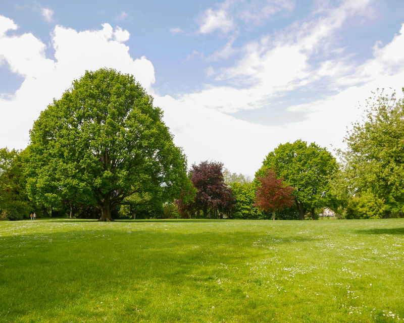 Wide open grassy park with large mature trees under a bright sky, representing municipal grounds and public landscaping maintenance services