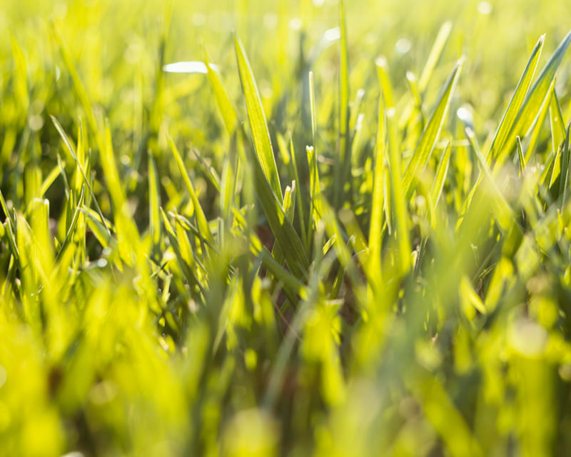 Close-up of healthy green grass blades, representing well-maintained lawns in commercial landscaping.