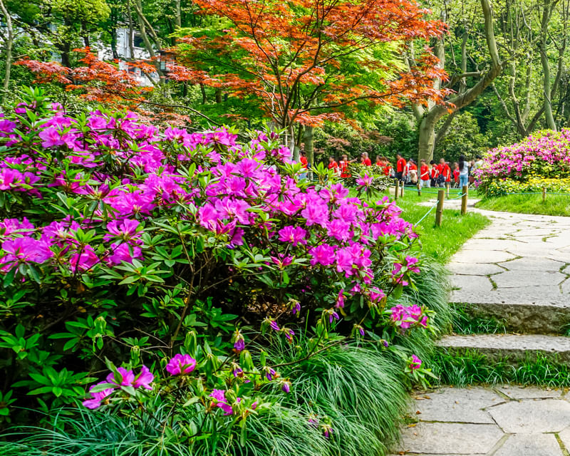 Vibrant pink flowering shrubs along a landscaped walkway, highlighting seasonal color and curb appeal in development projects.