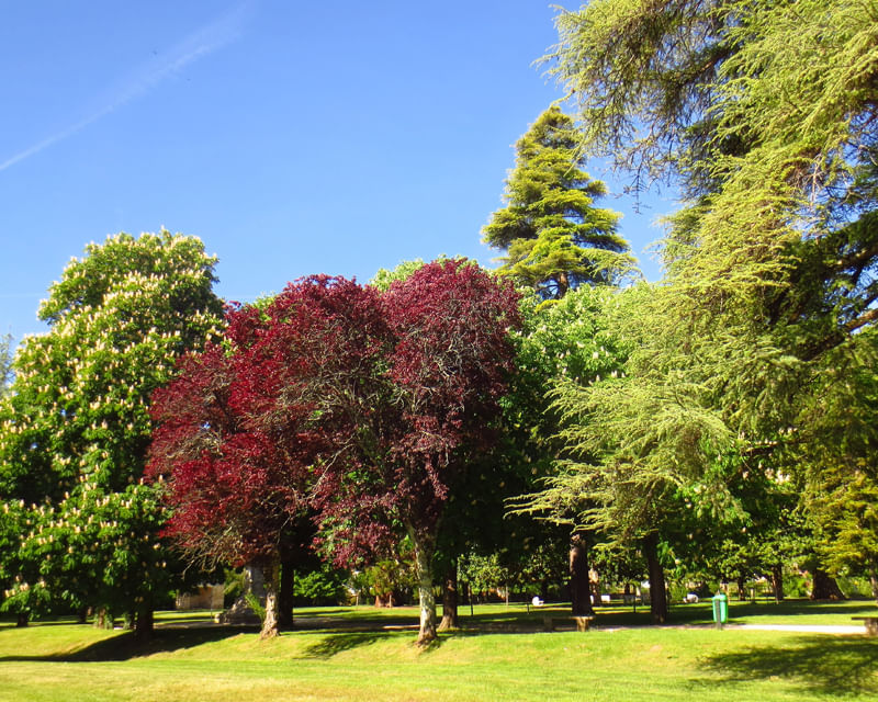 Mature trees and open green space within a landscaped community area, representing streetscape and amenity maintenance.