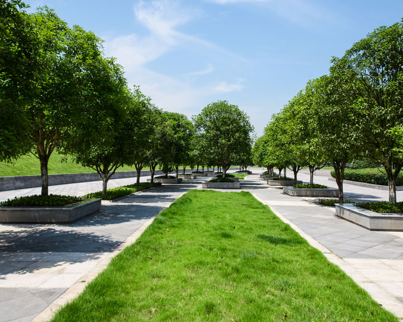 Tree-lined pedestrian plaza with neatly maintained grass and paved walkways, representing common-area and streetscape landscaping for developers.