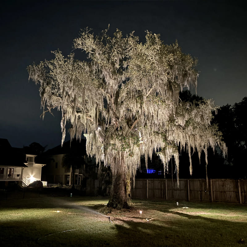 landscaping lighting around tree