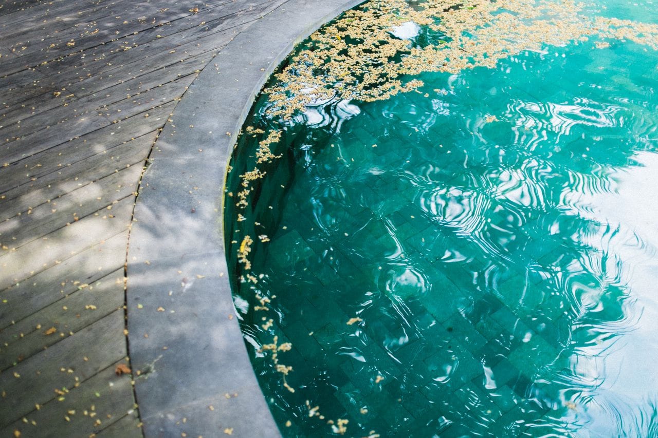 green pool water with small fallen leaves from tree sitting on top of the surface