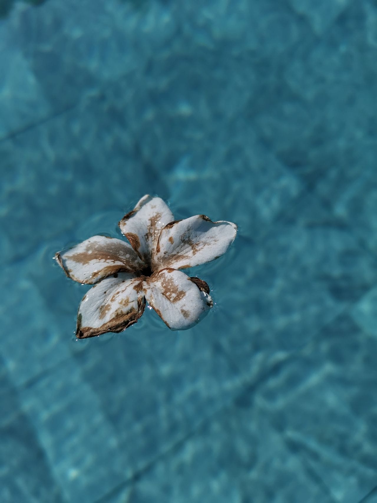 white and brown flower floating on top of