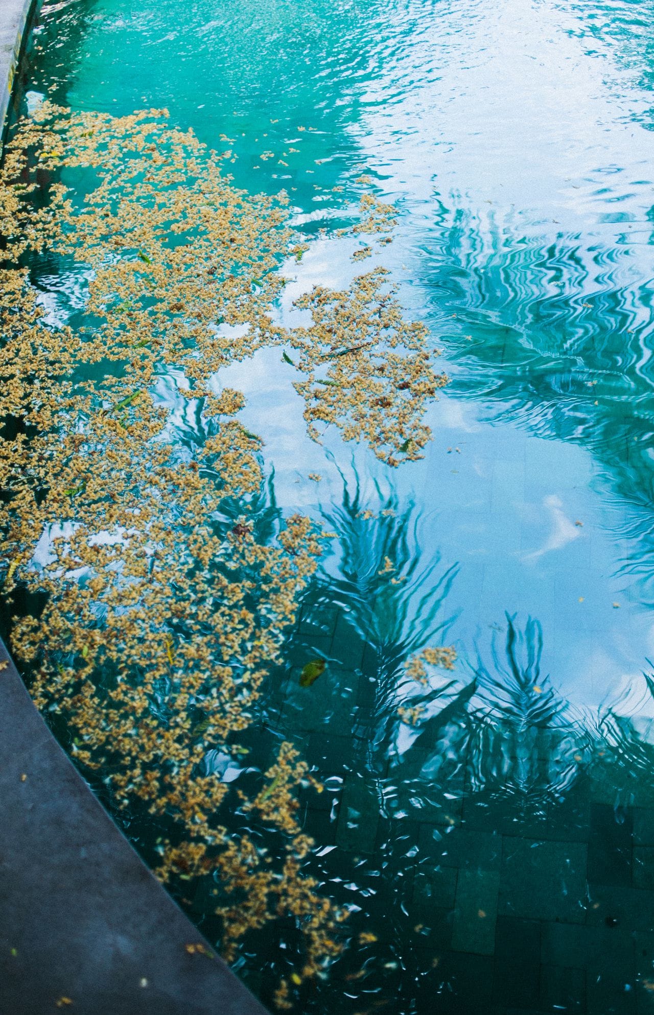 blue water in pool surrounded by tropical trees and a spanish tile gazebo