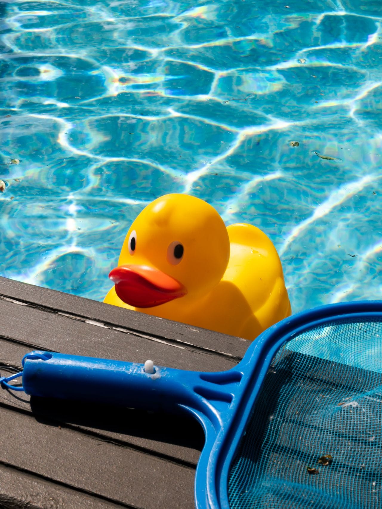 Yellow rubber duck floating by pool edge with cleaning net