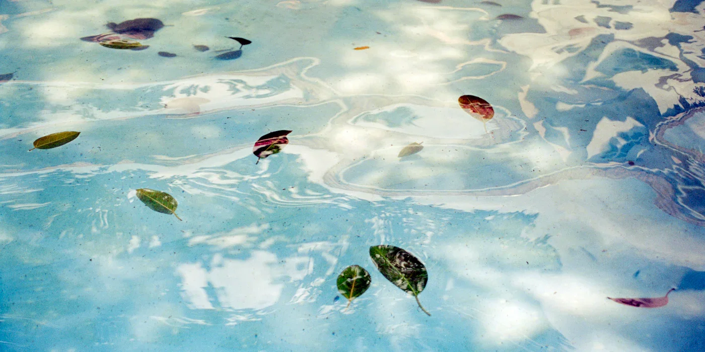 Leaves and organic debris floating on swimming pool water