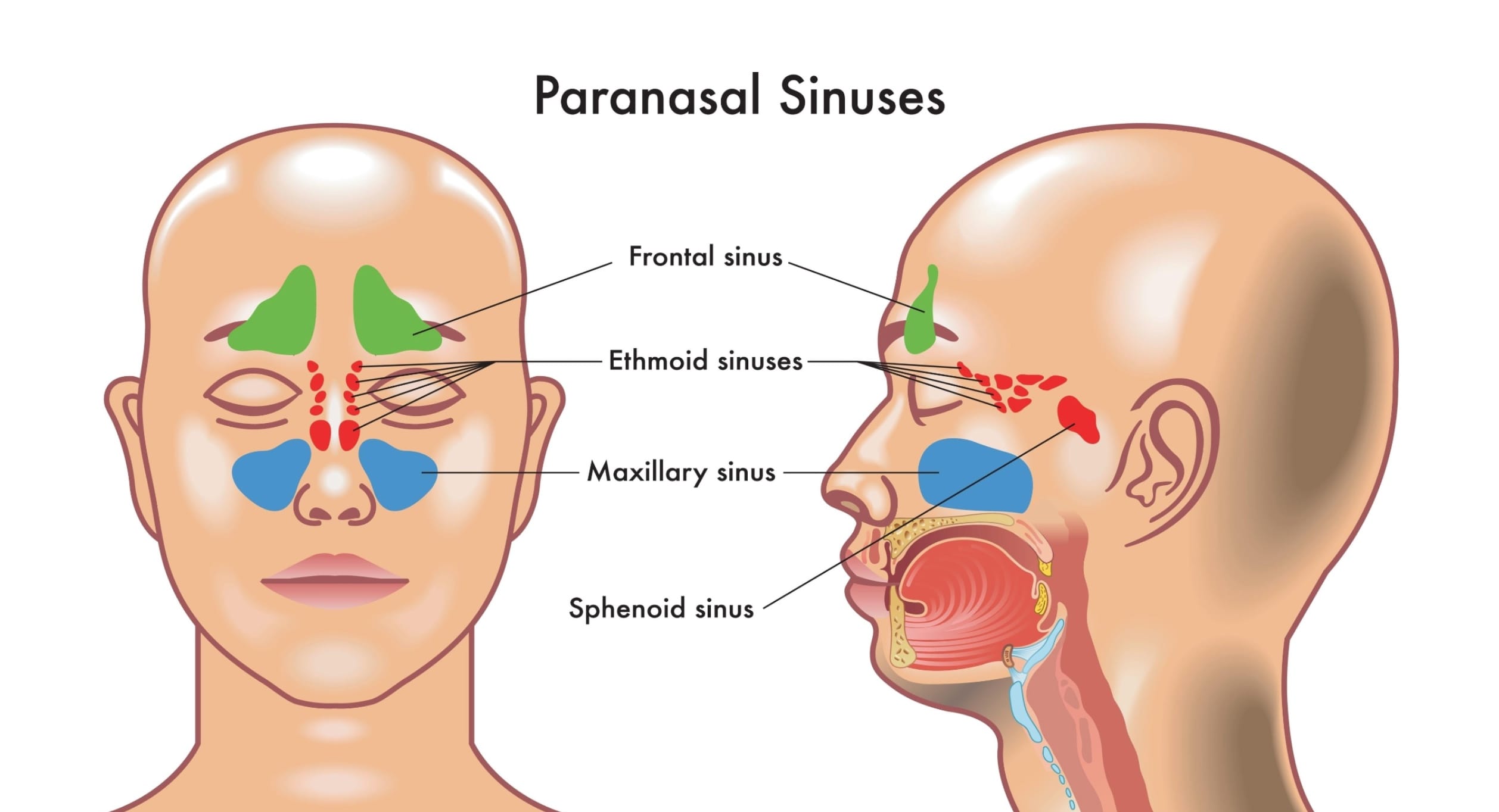 Diagram of paranasal sinuses showing frontal, ethmoid, maxillary, and sphenoid sinus anatomy Diagram of paranasal sinuses showing frontal, ethmoid, maxillary, and sphenoid sinus anatomy