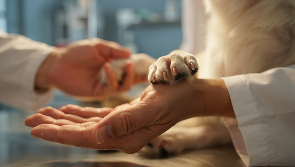 a dog\'s paw laying in the hand of a hospice patient