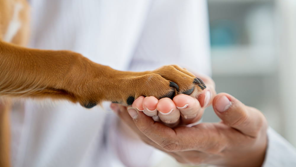 a brown puppy paw sitting in the hands of a patient and a hospice care doctor