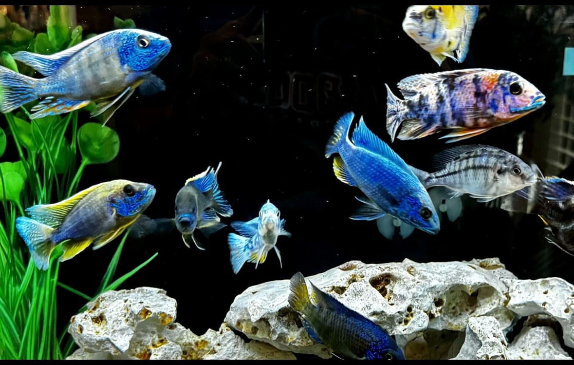 African Cichlids For Sale