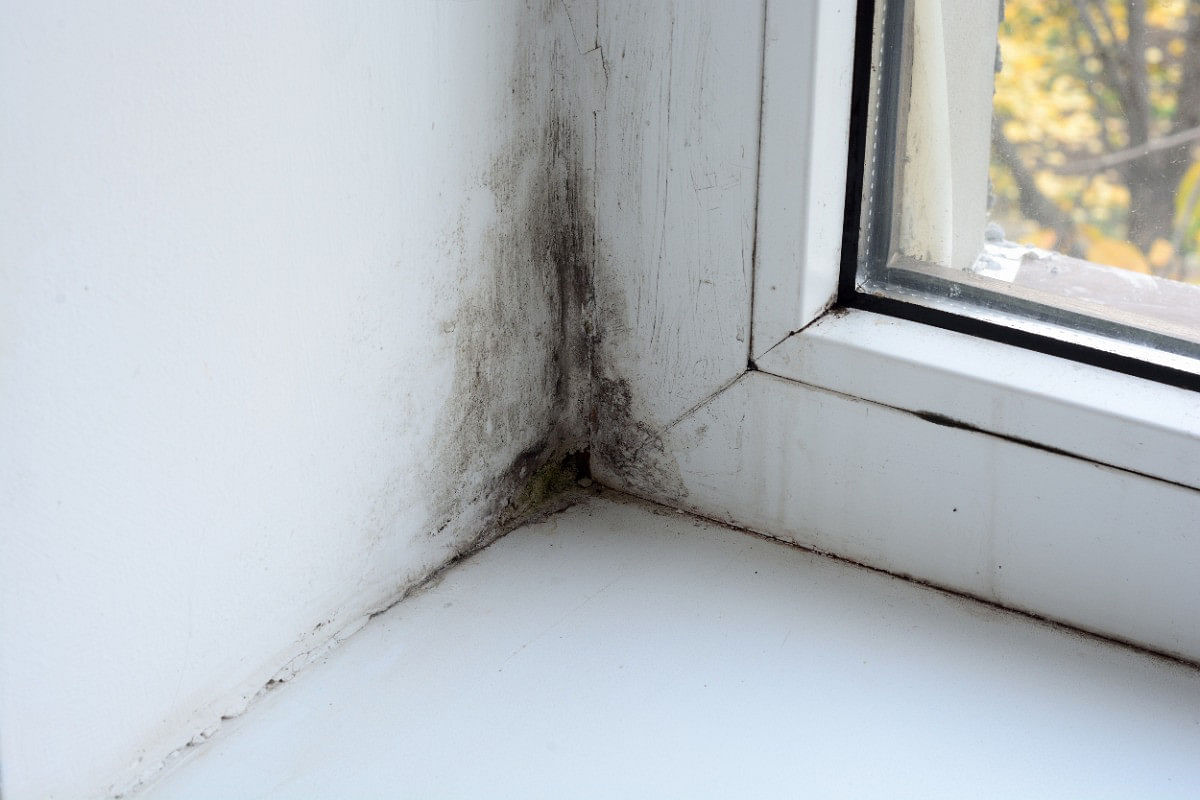 Mold in Your House