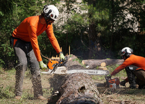 Tree and Stump Removal