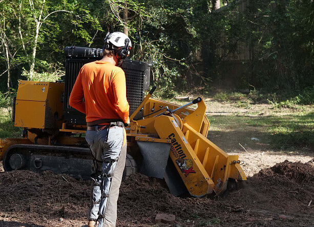 Tree Removal Services in Hammond, LA