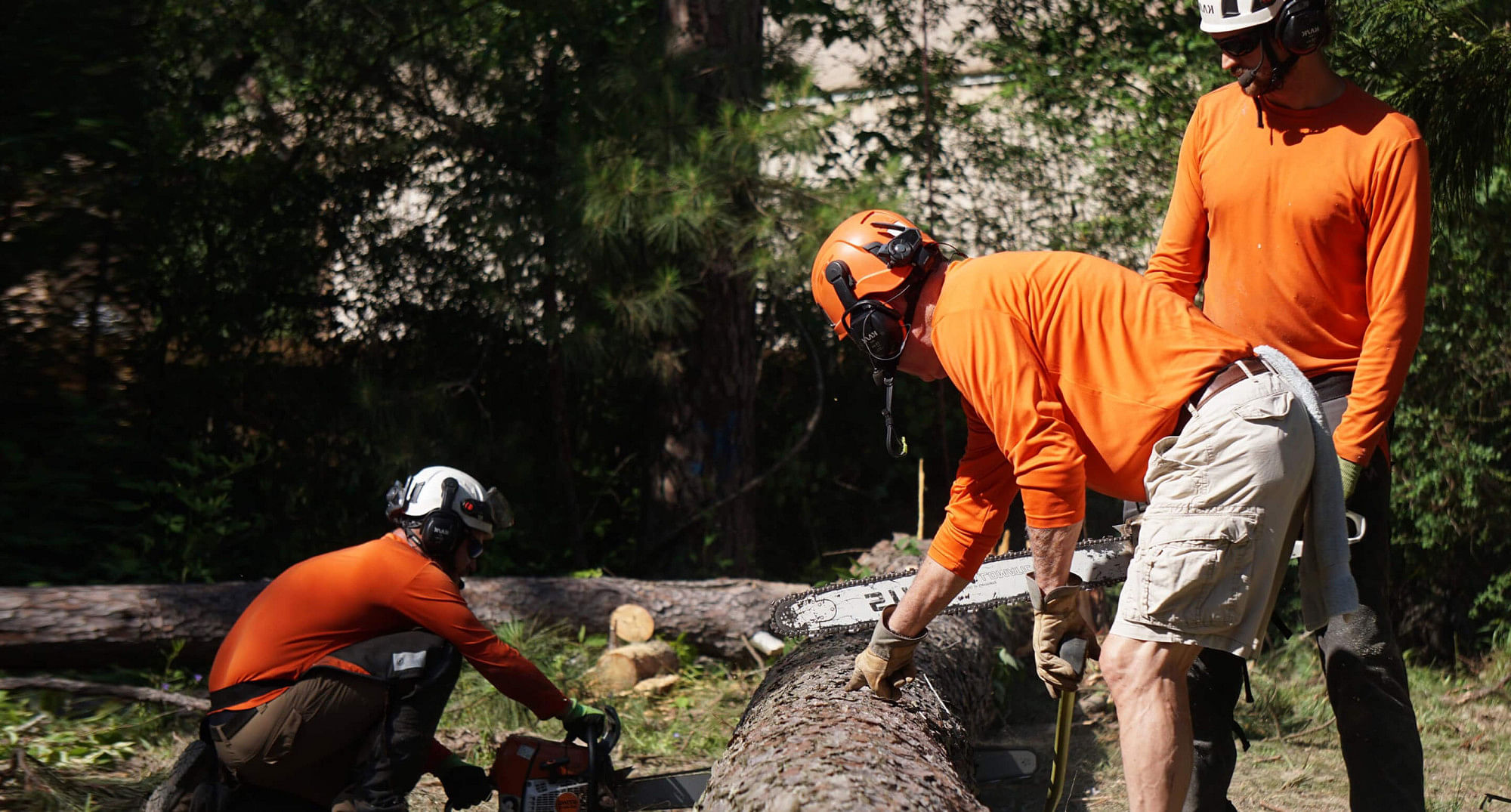 Tree Removal Services in Tangipahoa Parish