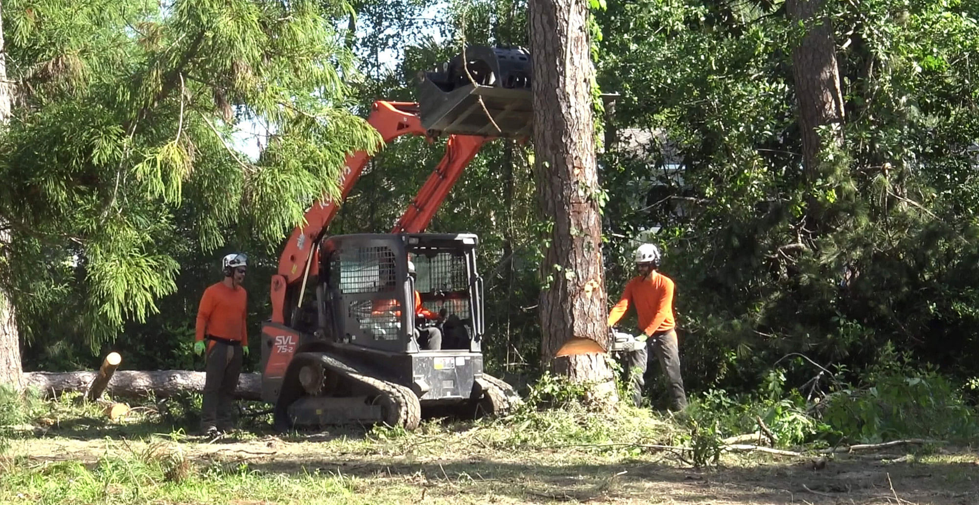 Emergency Tree Services in Hammond, LA