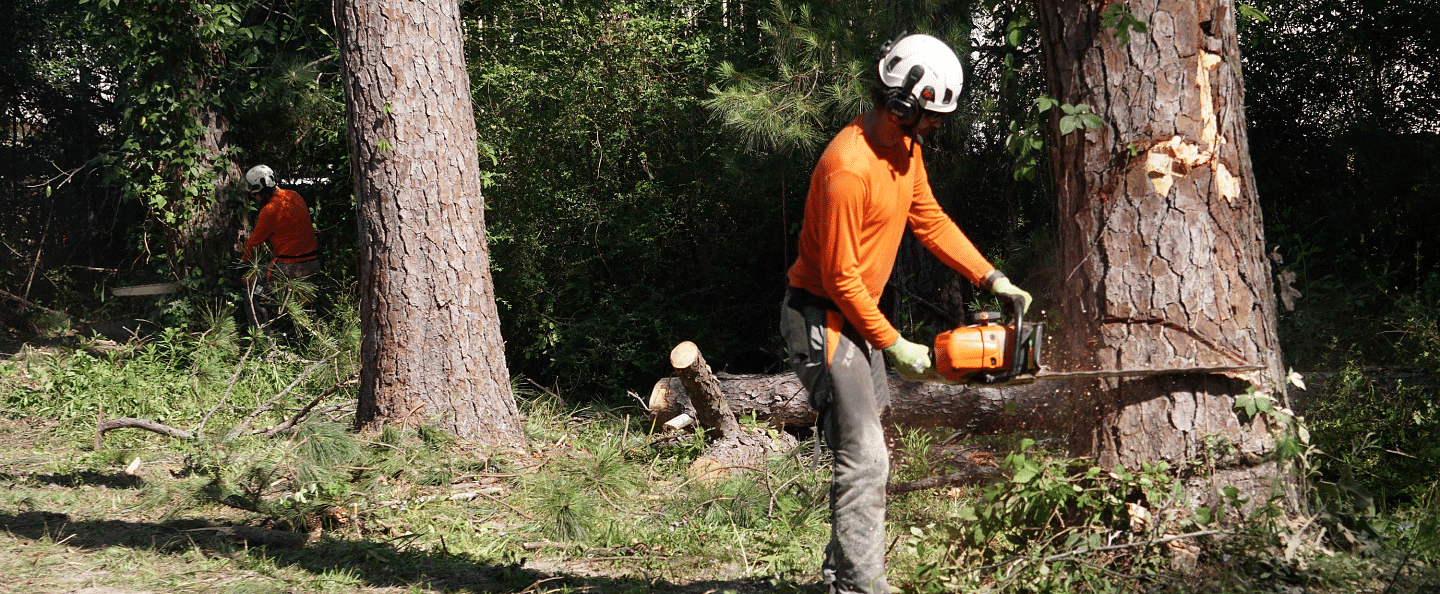 Tree Removal Services in Hammond, LA