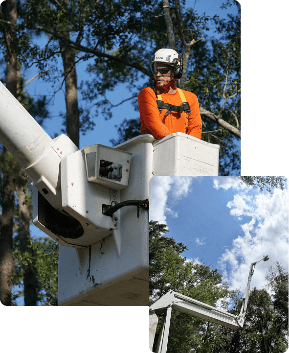 Tree Trimming Services in Hammond, LA