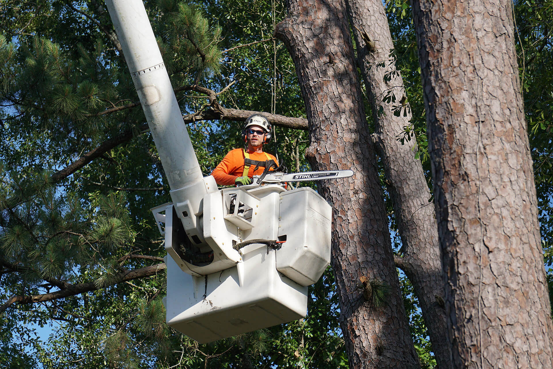 Tree Cutting Services in Bedico, LA