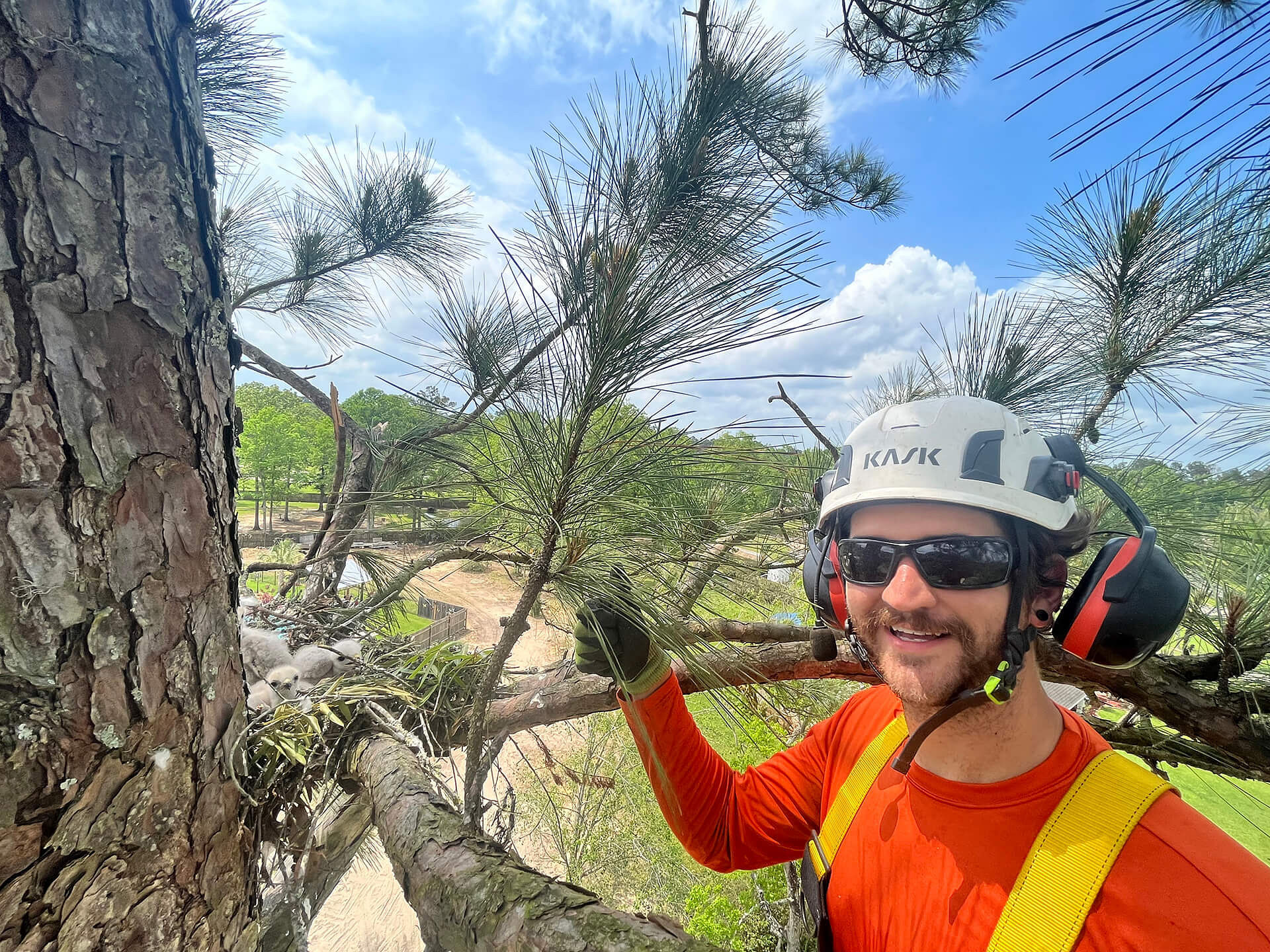 Albany Tree Pruning Services