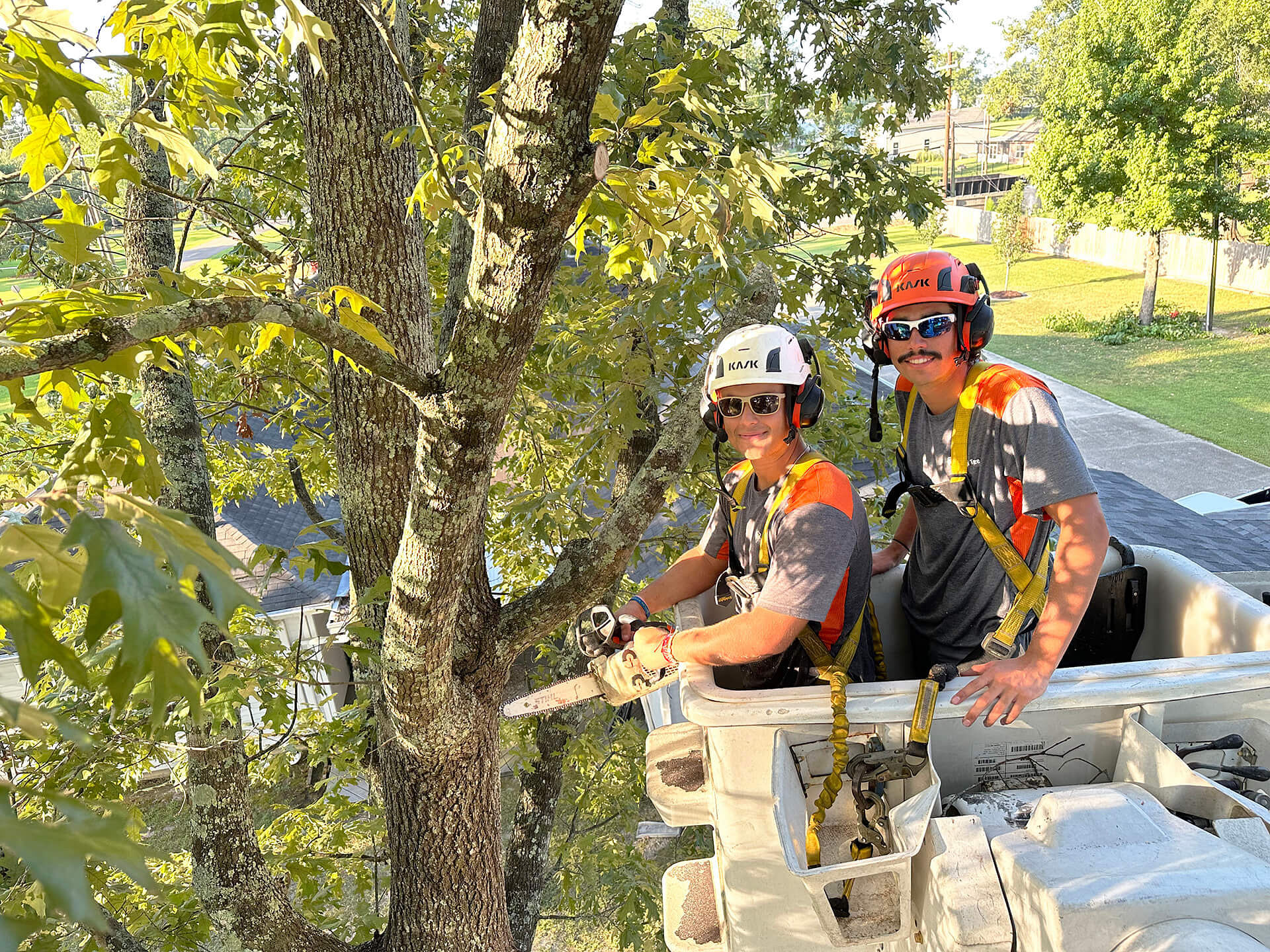 Tree Trimming Services in bedico, LA