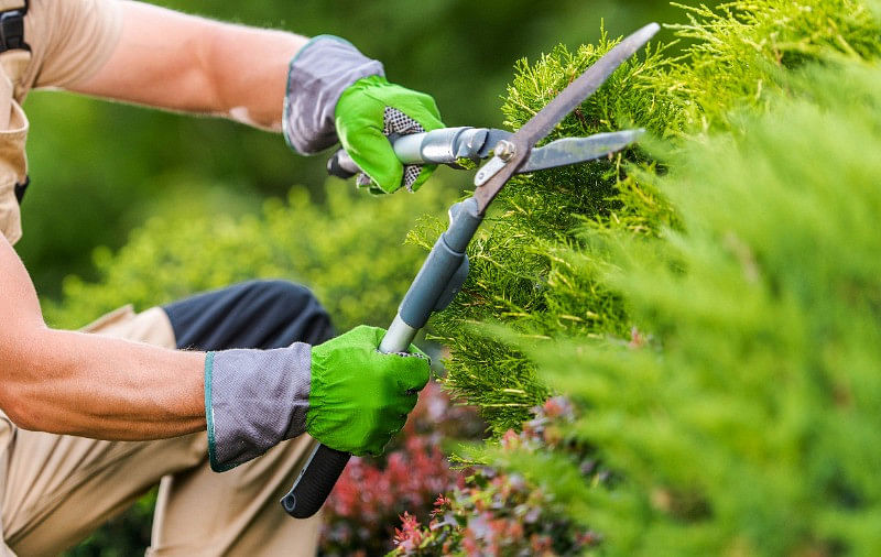 Tree and Shrub Care Services Ponchatoula, LA