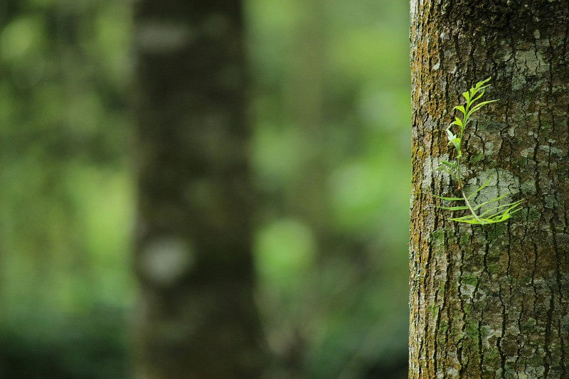 Tree Disease Management Natalbany, LA