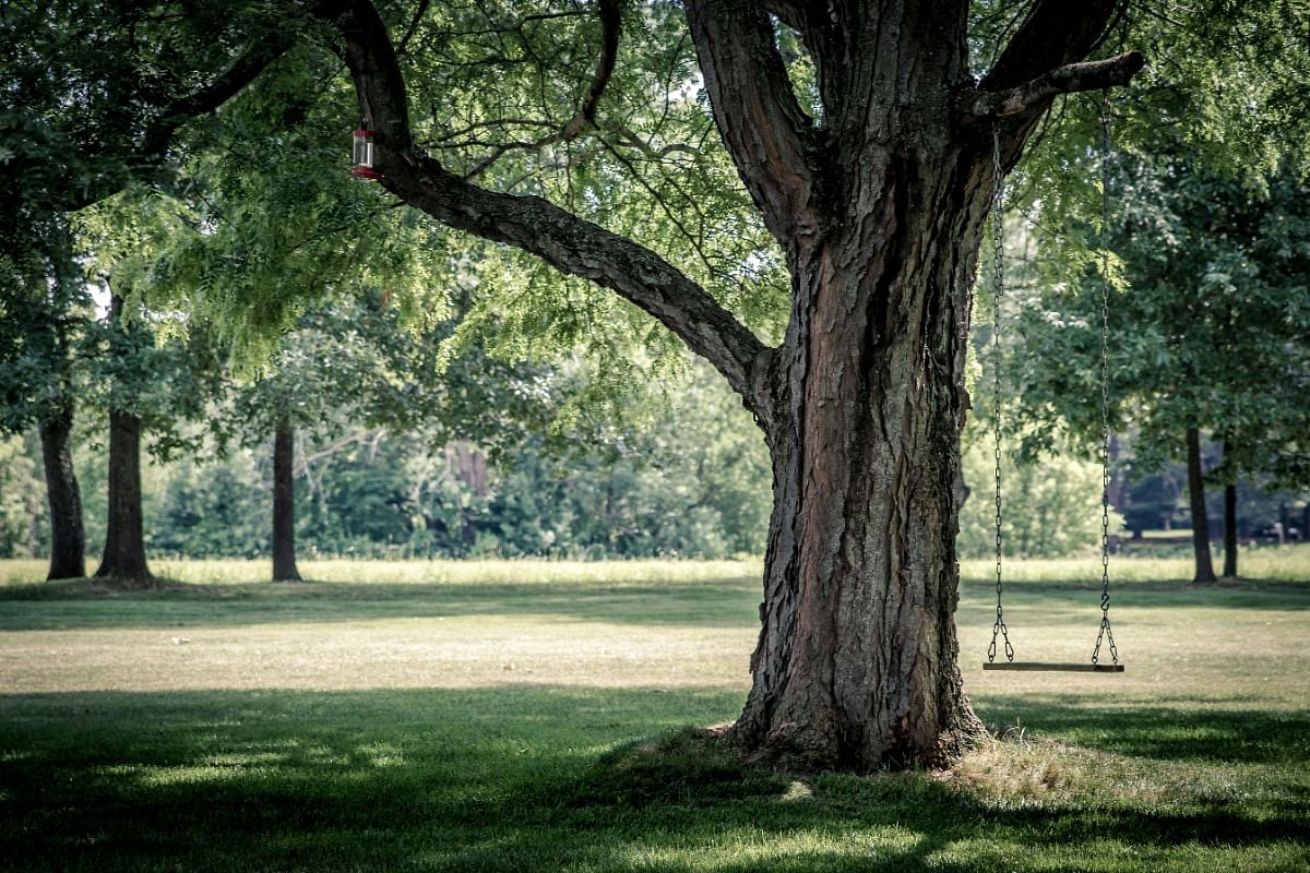 Tree Cutting Services in Robert, LA