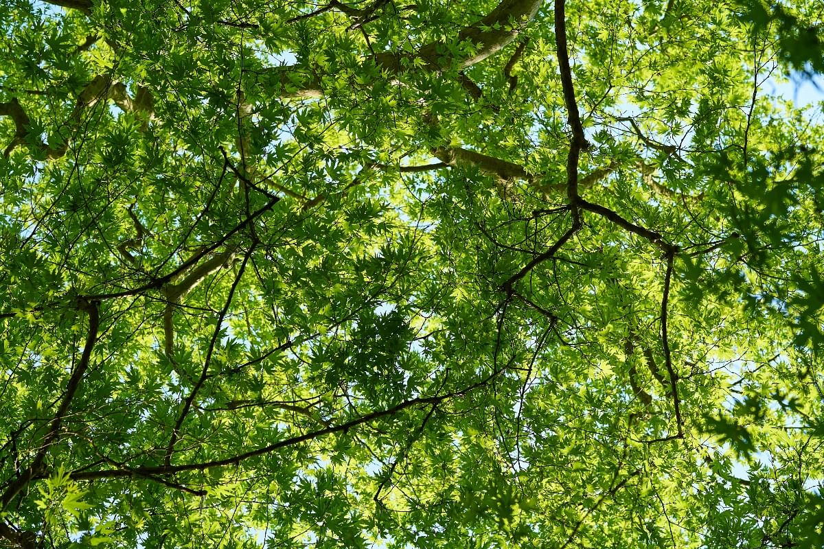 Best Time of the Year for Tree Services