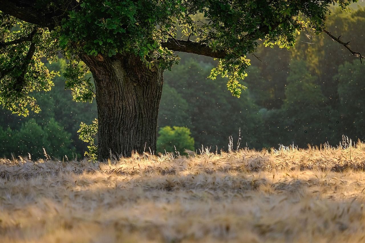 Healthy Tree