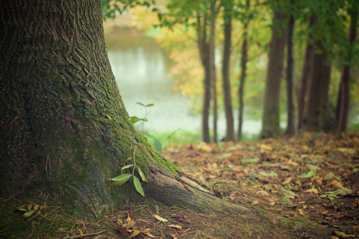 Plant Care for Sick Tree