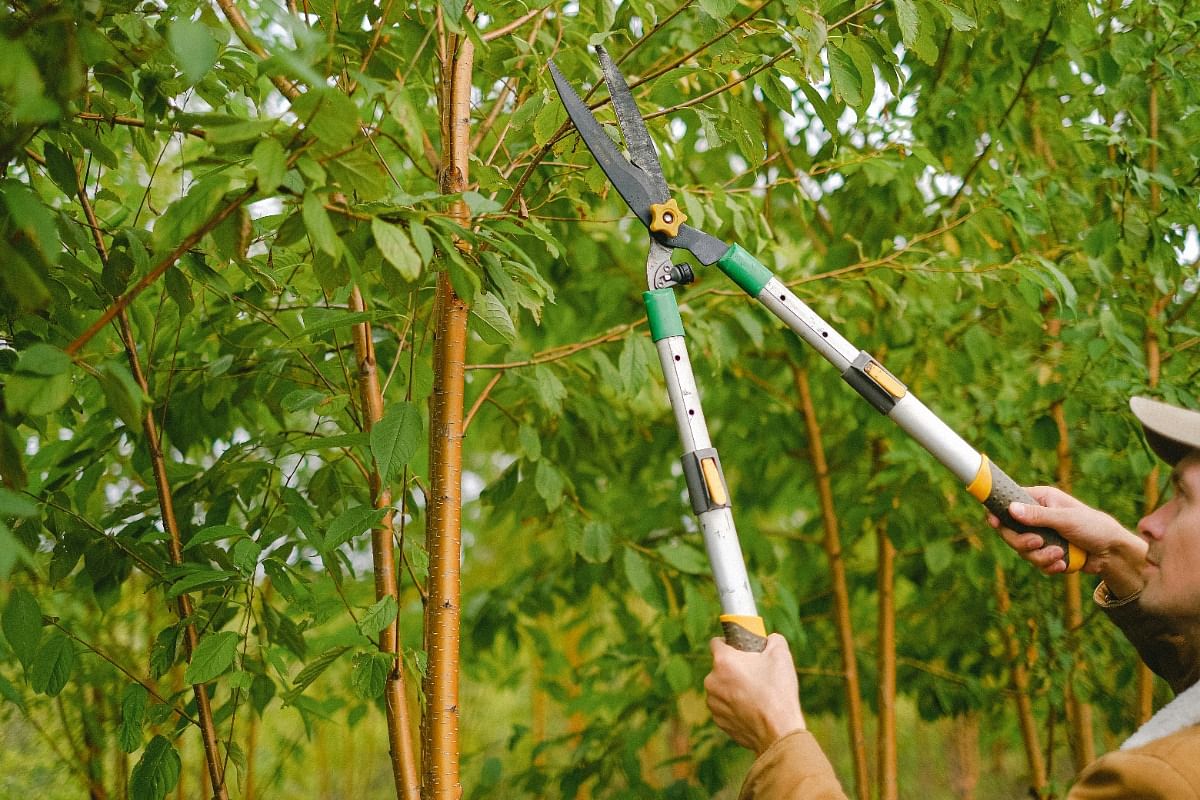 Tree Trimming in Tangipahoa Parish