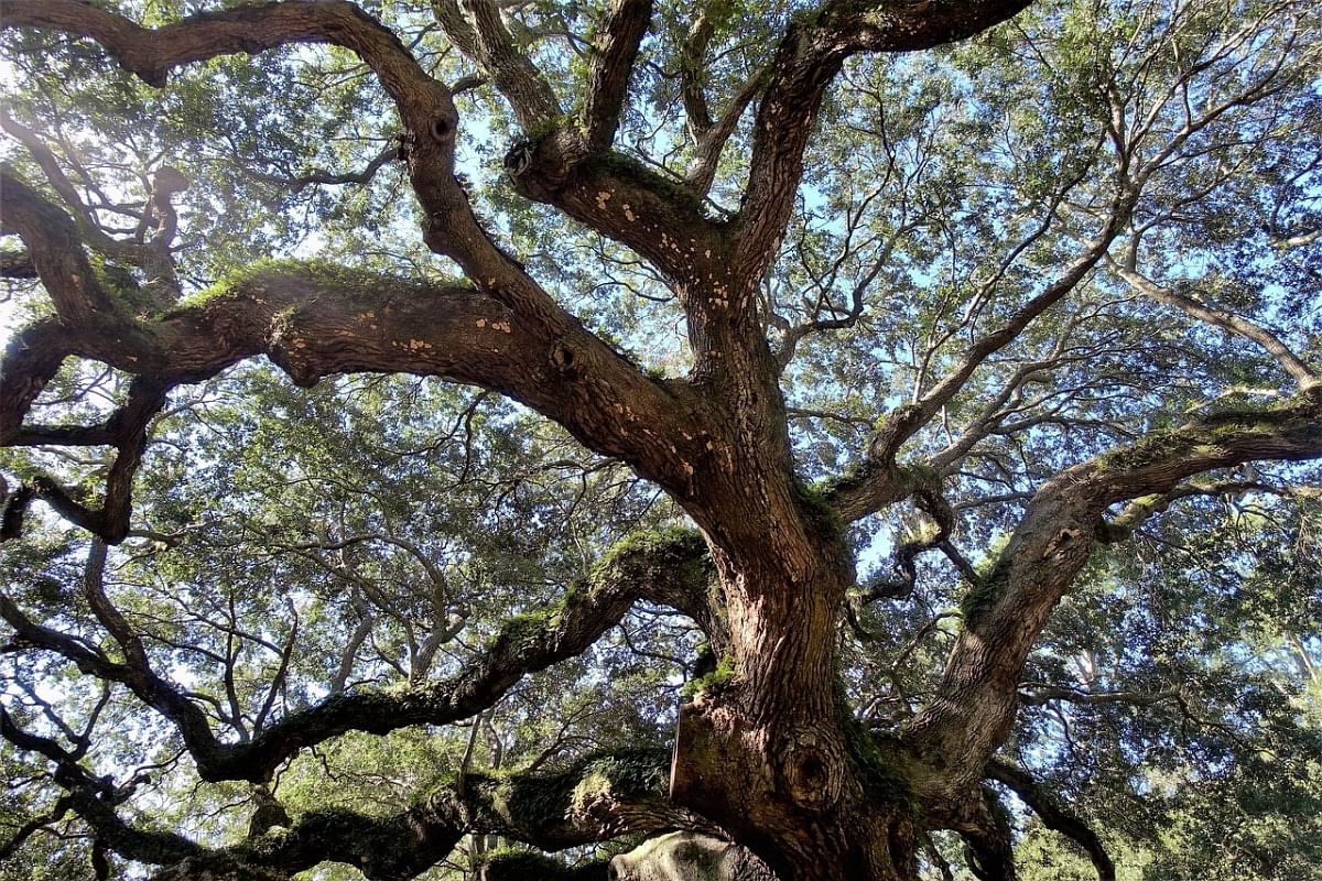 Best Time to Trim Trees