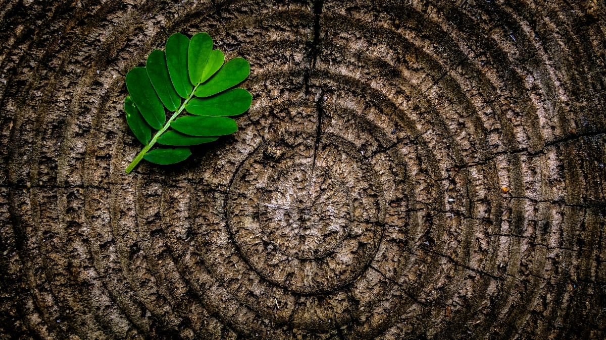 Stump Removal on Soil Health