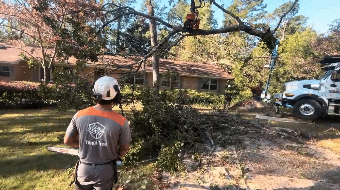 Emergency Tree Services in Hammond, LA