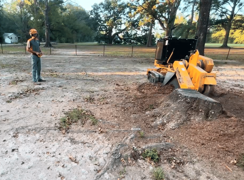 Tree Removal Services in Tangipahoa Parish