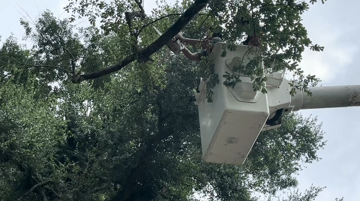 Tree Trimming Services in Hammond, LA