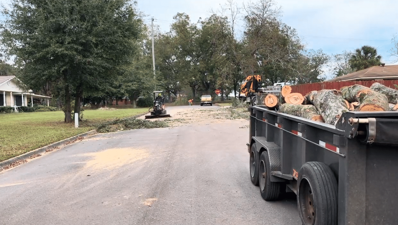 Tree Hauling and Cleanup