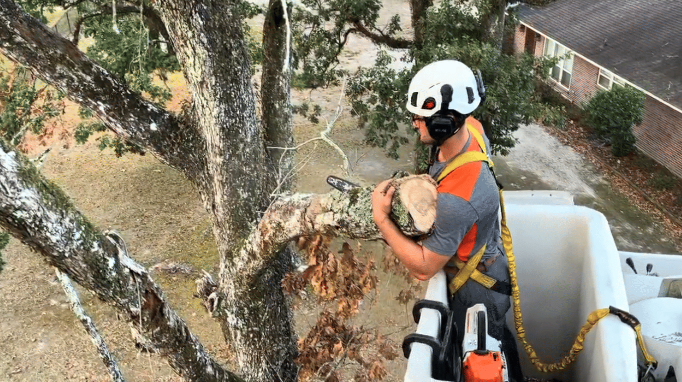 Amite Tree Pruning Services