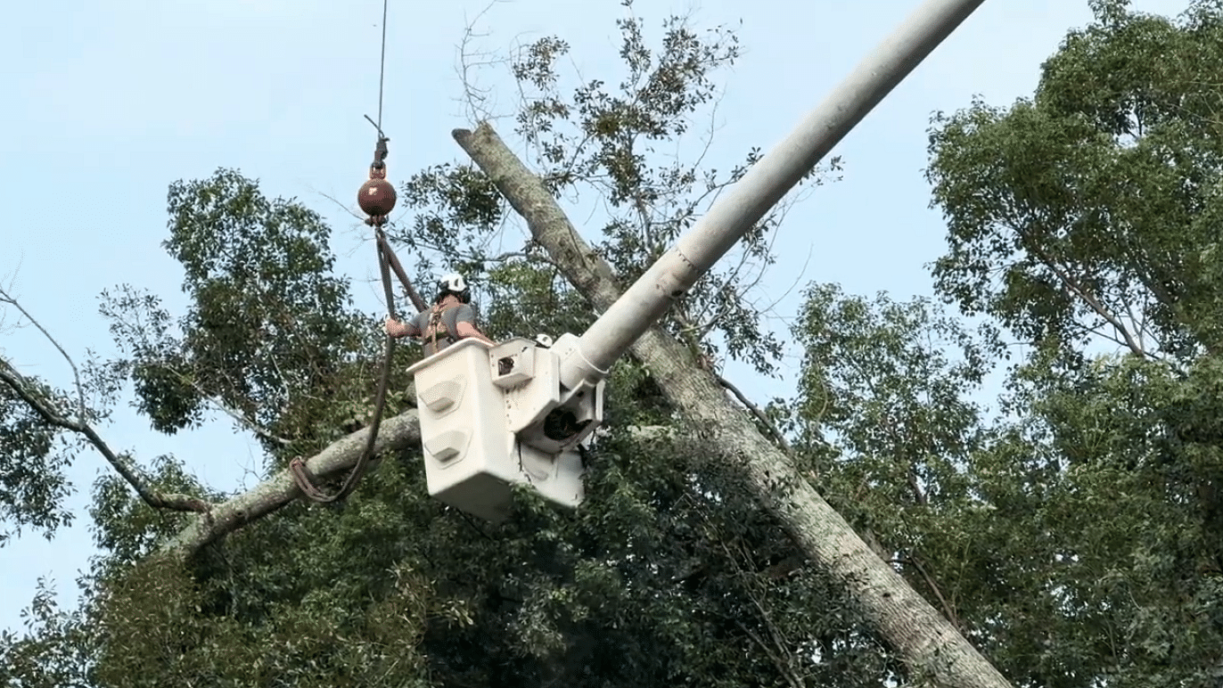 Emergency Tree Services in Hammond, LA