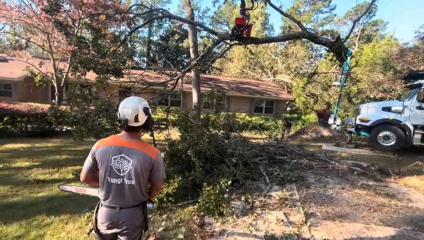 Emergency Tree Services in Hammond, LA