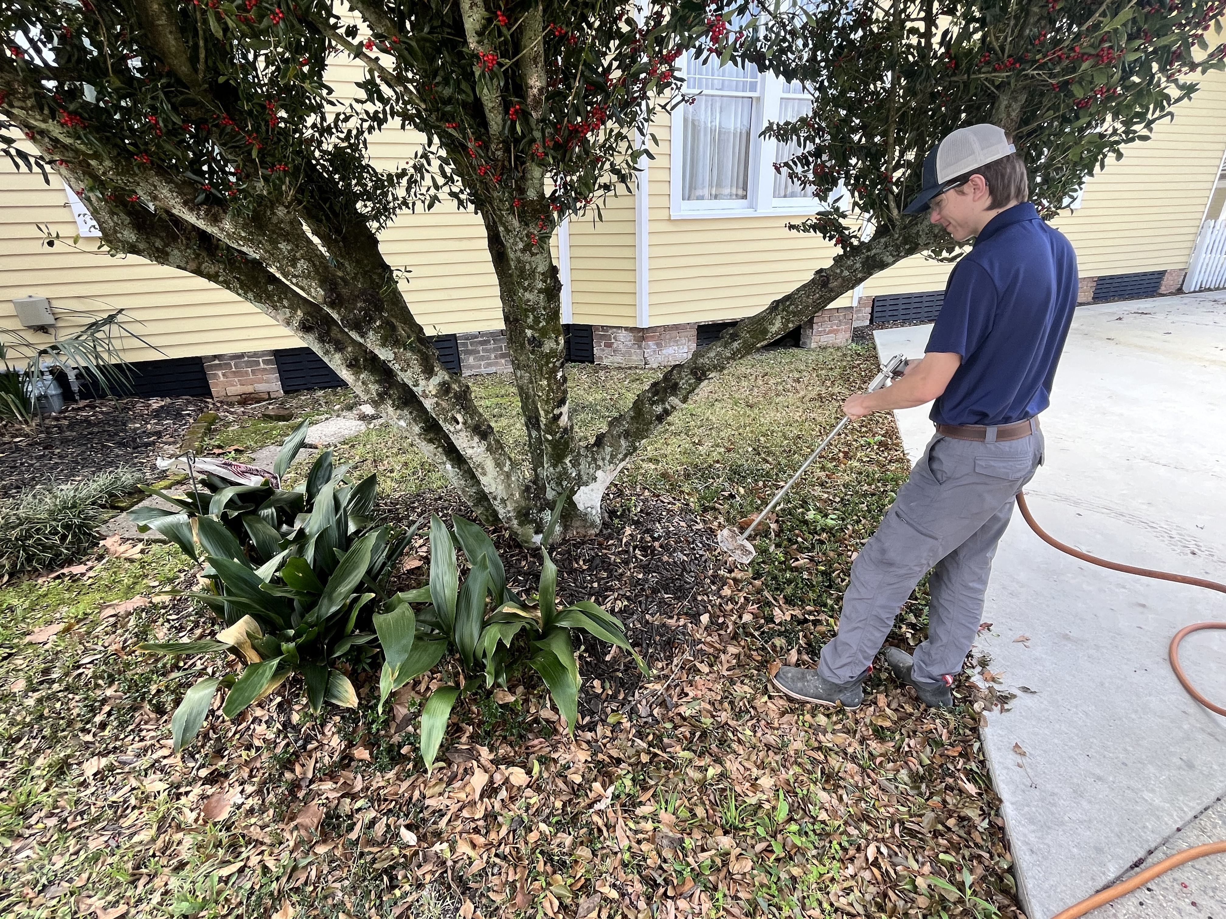 Tree Removal Services in Livingston, LA