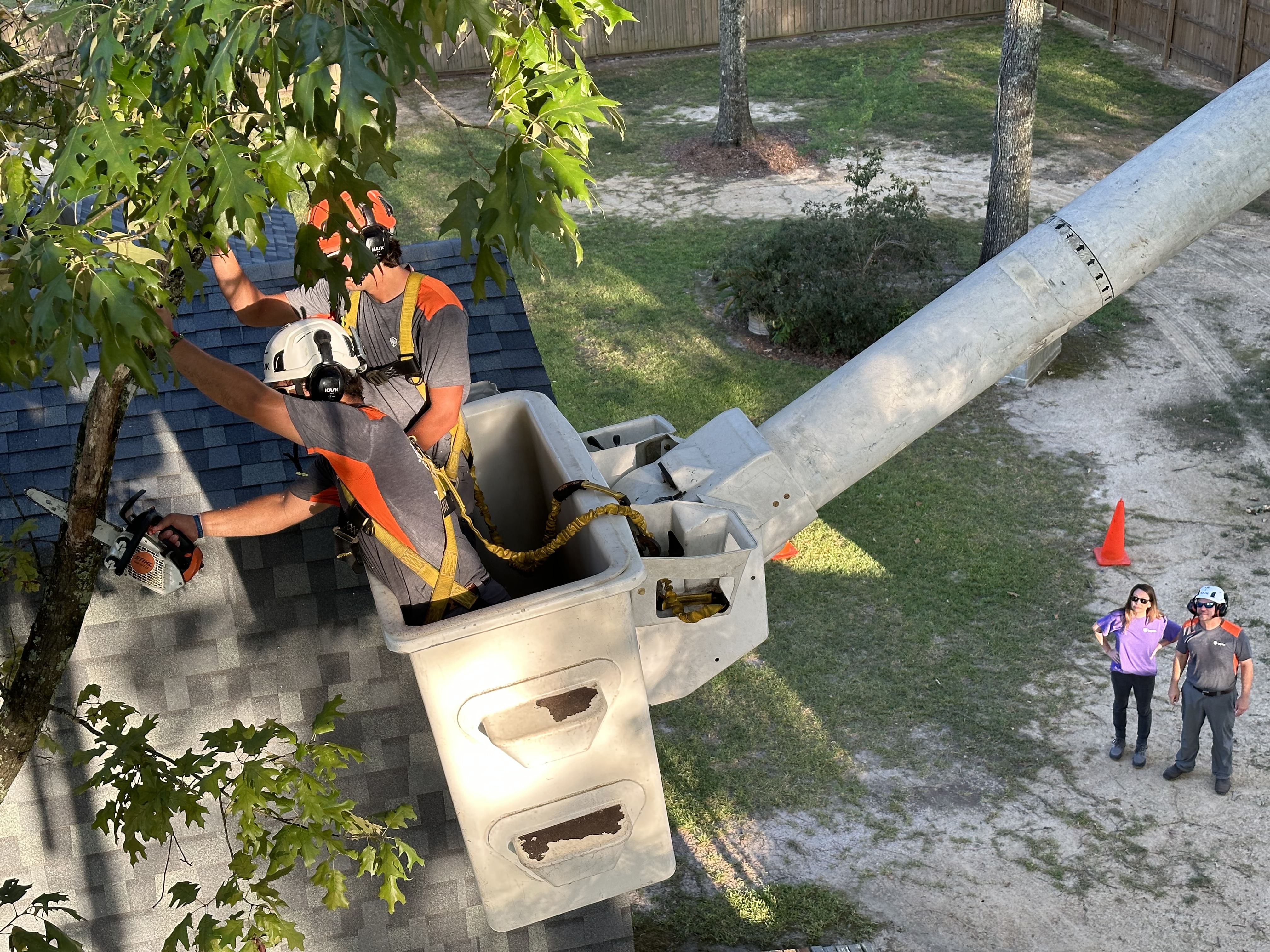 Livingston, LA Stump Grinding Services
