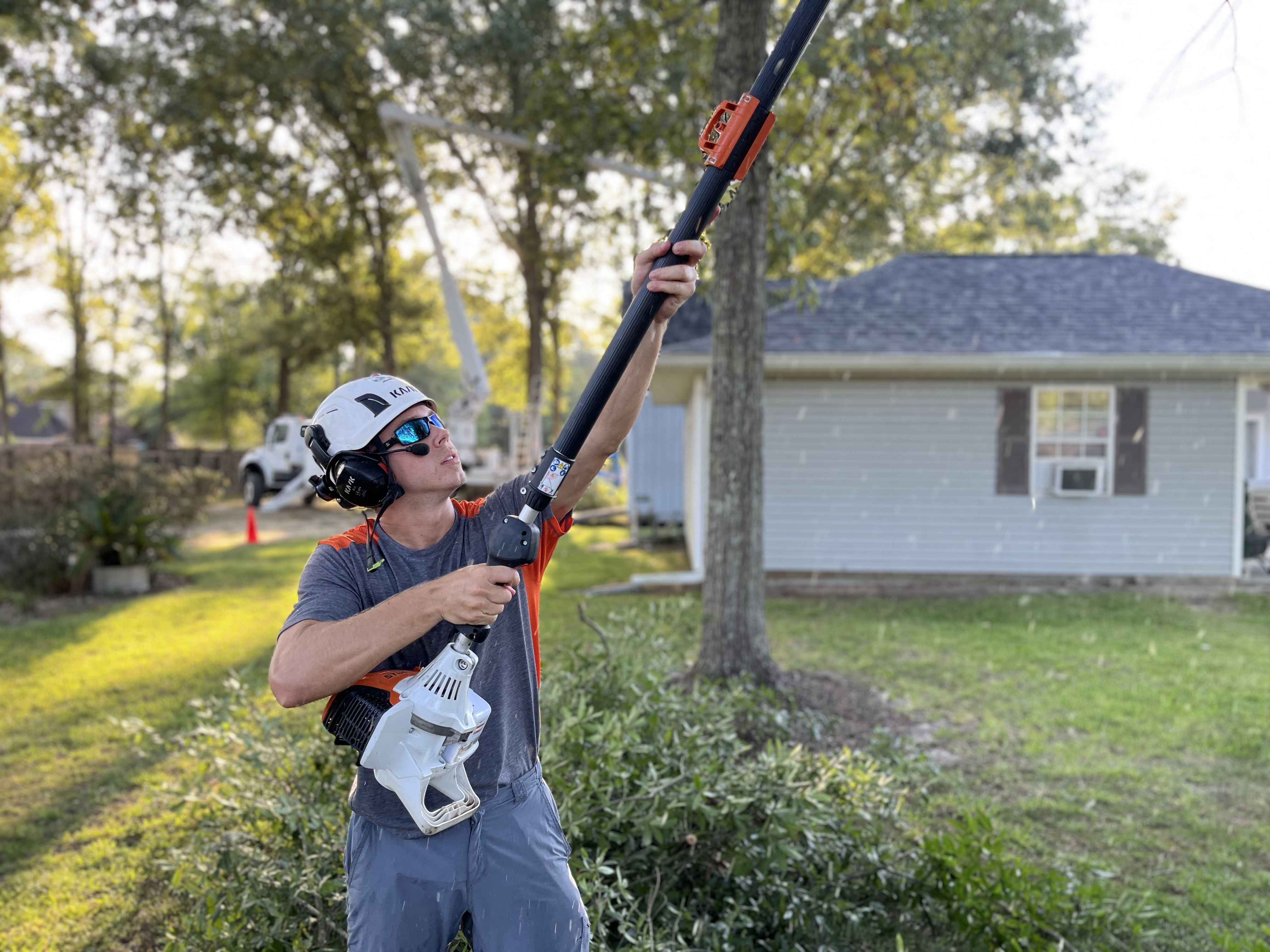 Tree Disease Mangement Services Livingston, LA