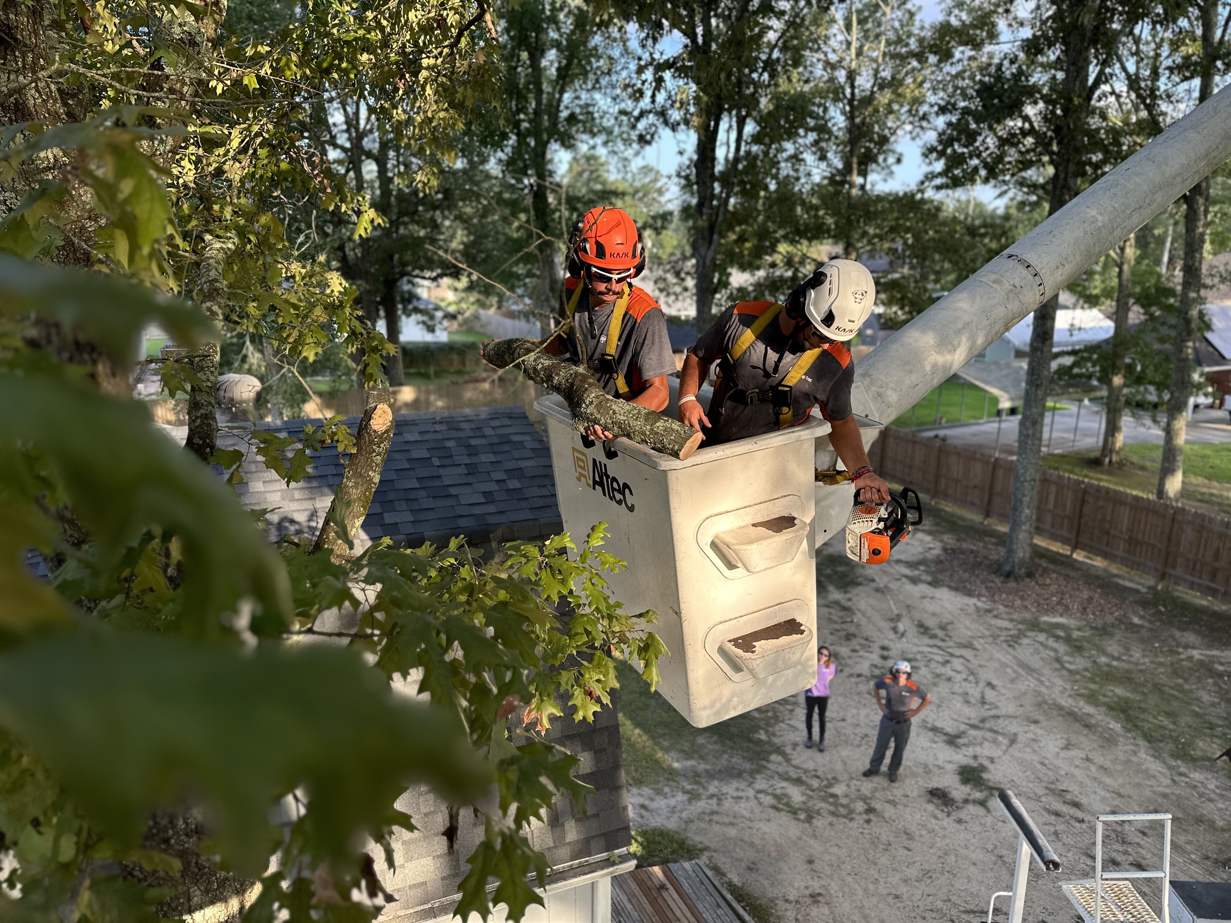 Tree Cutting Services in Hammond, LA