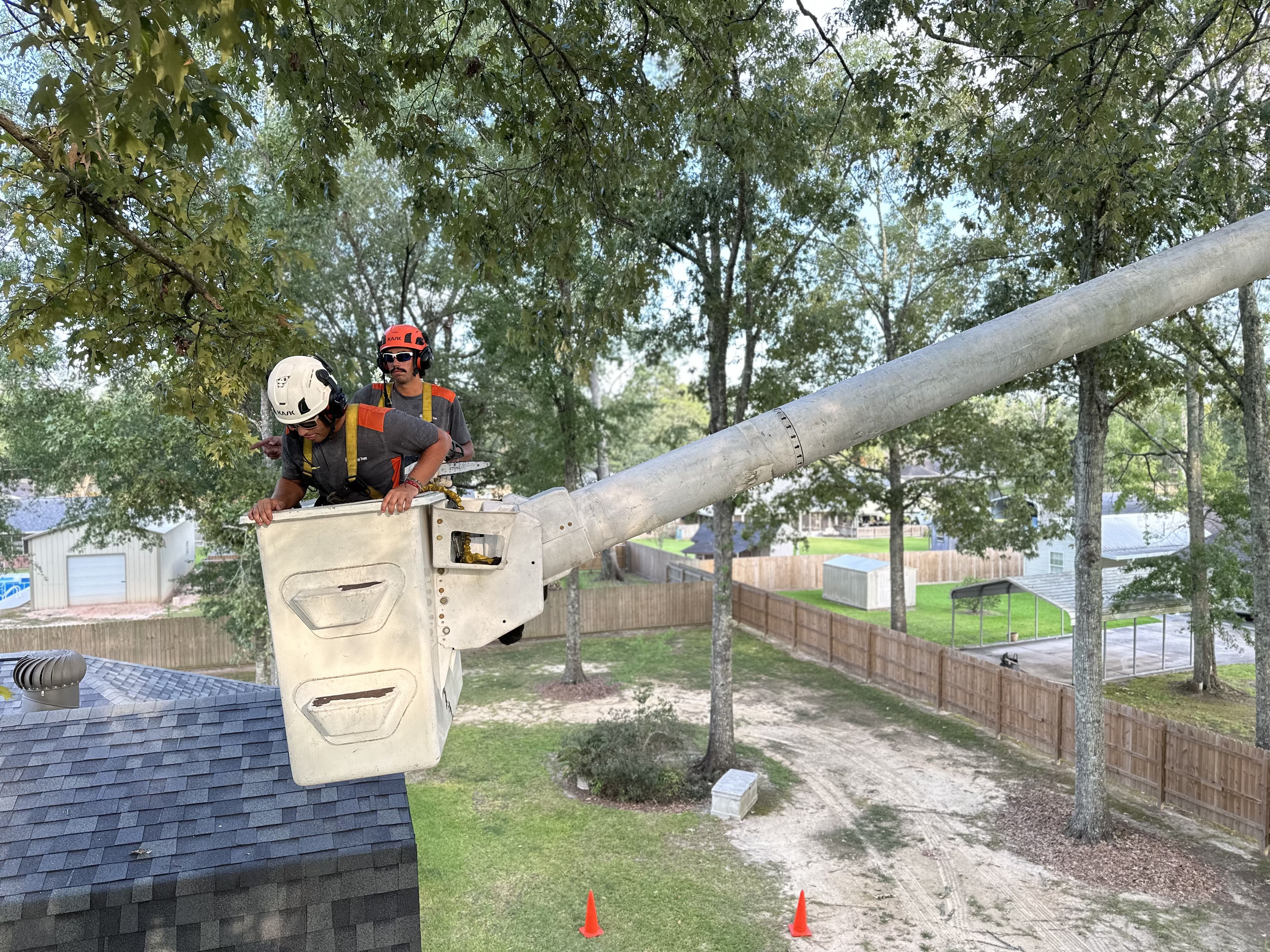 Tree Disease Mangement Services Livingston, LA