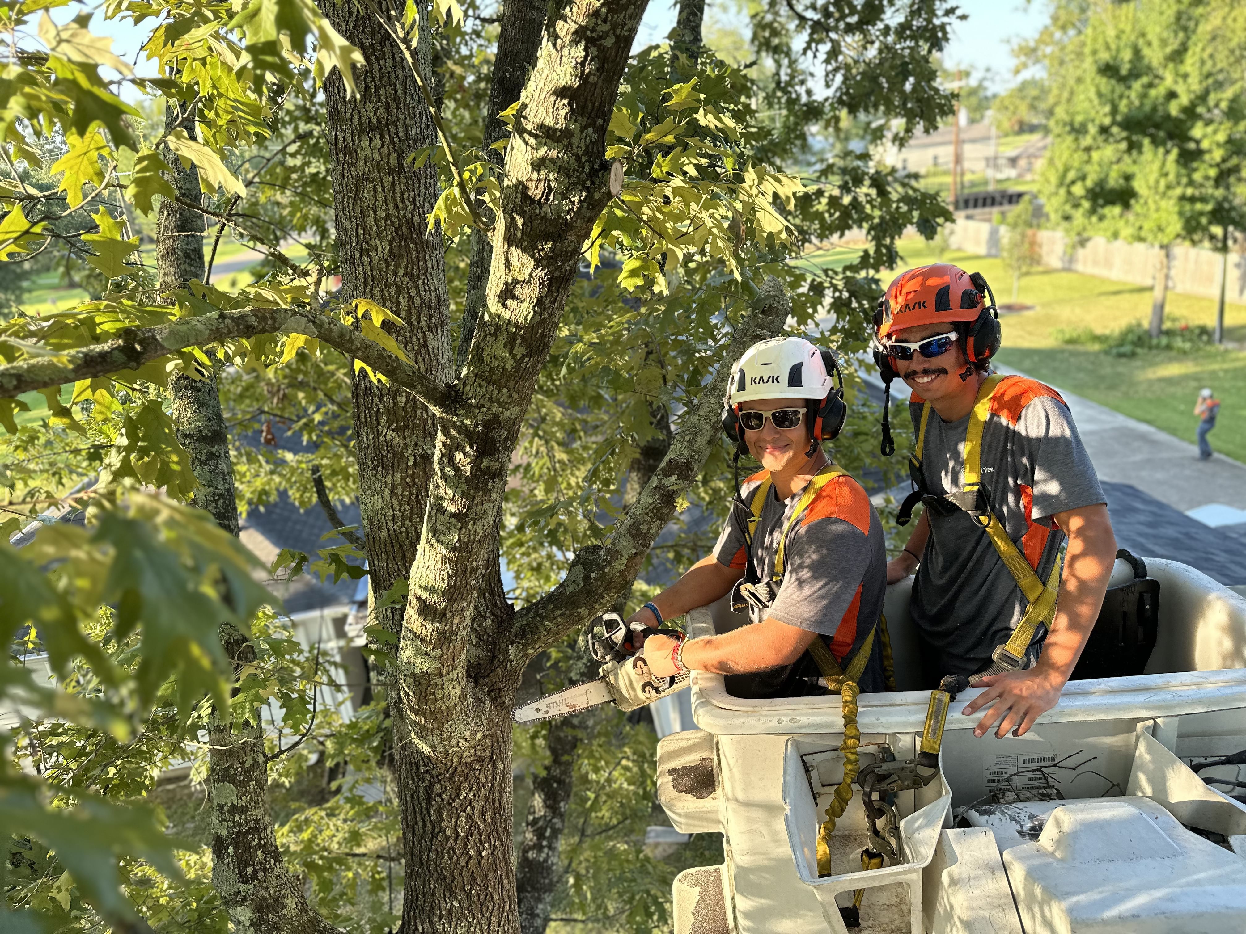 Livingston, LA Stump Grinding Services